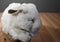 Russ Bounce White and Black Bunny Rabbit