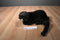 Aurora A&A African River Otter Plush