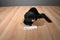 Aurora A&A African River Otter Plush