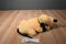 Disney Parks Pluto Laying Plush