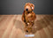 Ty Classic Taffybeary Brown Teddy Bear 1999 Beanbag Plush