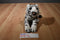 Rainforest Cafe White Bengal Tiger Beanbag Plush