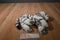 Rainforest Cafe White Bengal Tiger Beanbag Plush