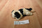 Big Dogs White and lack Saint Bernard Beanbag Plush