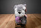 Kelly Toy Schnauzer with Purple Heart 2017 Plush