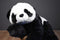 Aurora Large Panda Xie Xie Plush