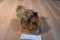 Russ Gregory Brown Teddy Bear With Red Bow Plush