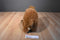 Fiesta Woolly Mammoth Plush