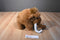 Fiesta Woolly Mammoth Plush