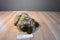 Ty Classic Cartwheels the Girl Gorilla Monkey Ape 2004 Beanbag Plush