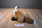 Wild Republic Red Fox 2005 Beanbag Plush