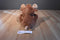 Aurora Taddle Toes Maple Moose Beanbag Plush