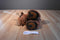 Aurora Taddle Toes Maple Moose Beanbag Plush