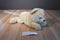 RBI Ron Banafato Beige Bear Beanbag Plush