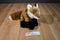 Wild Republic Red Fox 2010 Beanbag Plush