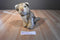 Discovery Channel Wolf Cub 2000 Plush