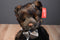 Russ Sienna Brown Teddy Bear Beanbag Plush