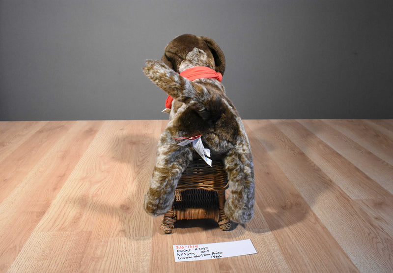 Douglas Wolfgang German Shorthair Pointer