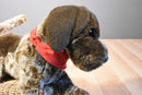 Douglas Wolfgang German Shorthair Pointer