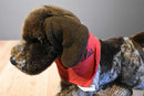 Douglas Wolfgang German Shorthair Pointer