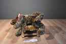 Douglas Wolfgang German Shorthair Pointer