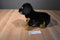 Applause Avanti Rottweiler 1987 Plush