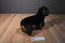 Applause Avanti Rottweiler 1987 Plush