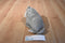 H. Y. T. Grey Walrus Plush
