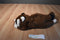 Russ Rolly Raccoon Beanbag Plush