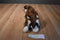 Russ Rolly Raccoon Beanbag Plush