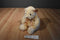 Ty Classic Flecks Cream Teddy Bear 2000 Beanbag Plush