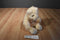 Ty Classic Flecks Cream Teddy Bear 2000 Beanbag Plush