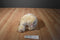 Ty Classic Flecks Cream Teddy Bear 2000 Beanbag Plush