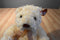 Ty Classic Flecks Cream Teddy Bear 2000 Beanbag Plush