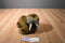 Sea World Brown Walrus Plush
