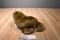 Sea World Brown Walrus Plush