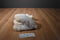 Baby Gund Musical White Lamb Heavens Blessings Gracious Waggie Plush