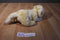 Dan Dee Yellow Lab Beanbag Plush