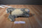 Yang Jee Grey and White Bunny Rabbit Beanbag lush