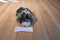 Walmart Gray and White Mottled Bunny Rabbit Beanbag Plush