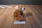 Ty Pluffies Slumbers Brown Bear 2002 Beanbag Plush