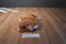 Ty Pluffies Slumbers Brown Bear 2002 Beanbag Plush