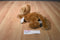 Aurora Flopsies Lion Cub Beanbag Plush