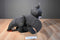 Franco How To Train Your Dragon Toothless 2014 Pillow Plush