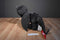 Franco How To Train Your Dragon Toothless 2014 Pillow Plush
