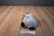 10Vox KooKeys Unlock The Fun Penguin 1JY Beanbag Plush(Sealed Code)