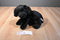 Aurora Floppy Black lab Puppy Dog Beanbag pPush