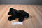 Aurora Floppy Black lab Puppy Dog Beanbag pPush