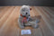 Ty Classic Java Brown Bear 2002 Beanbag Plush