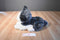 Russ Blizzard Gray and White Husky Plush